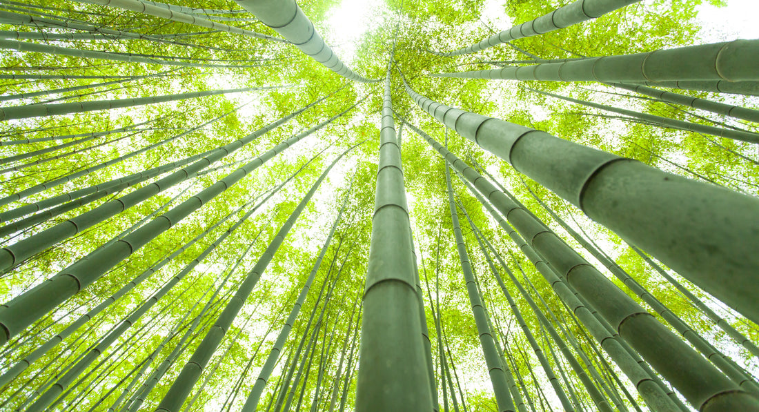 Mirabella Beauty - No Imitations Ingredient Series: Bamboo Water Extract